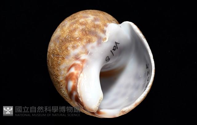 阿拉伯鳳螺藏品圖，第7張