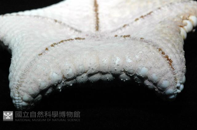 麵包海星(饅頭海星)藏品圖，第7張