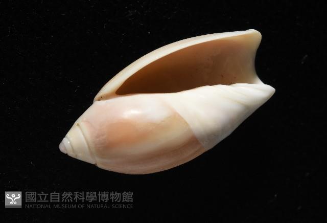 寬口彈頭螺藏品圖，第7張