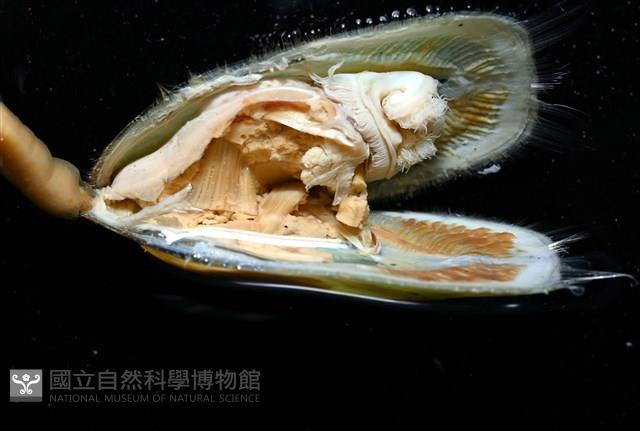 亞氏海豆芽藏品圖，第7張