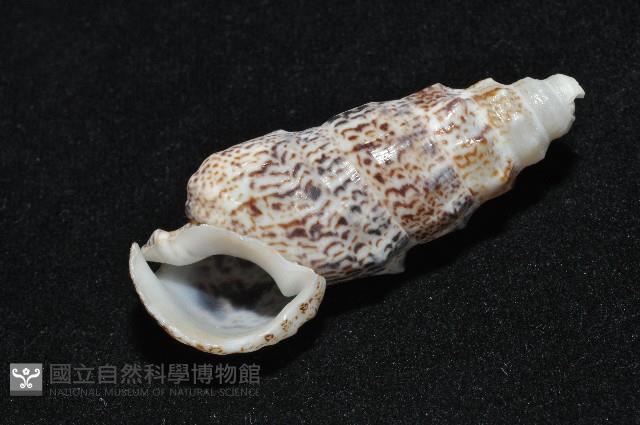 鴞蟹守螺藏品圖，第7張