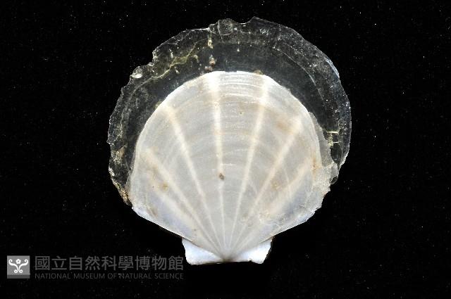 大光芒海扇蛤藏品圖，第7張
