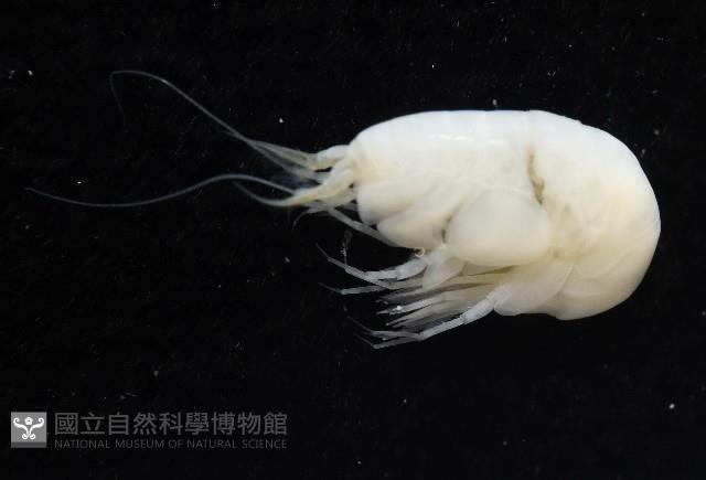 未知種深海側甲鉤蝦藏品圖，第7張
