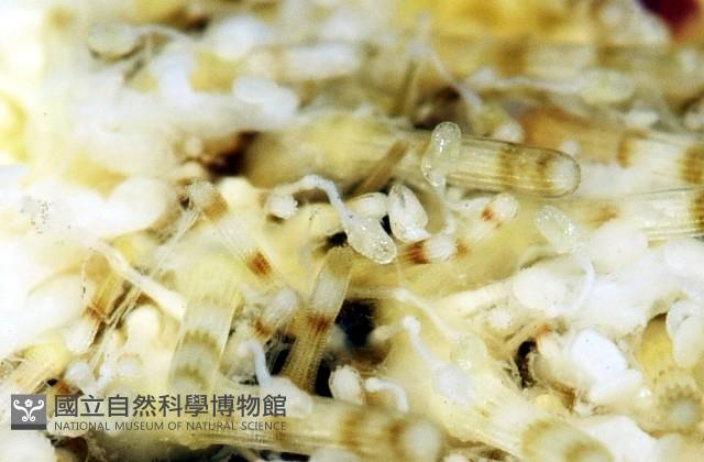 疣裸海膽藏品圖，第7張