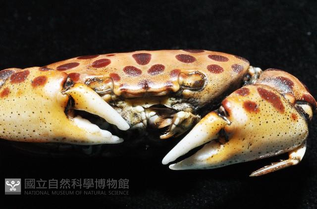 紅斑斗蟹藏品圖，第7張