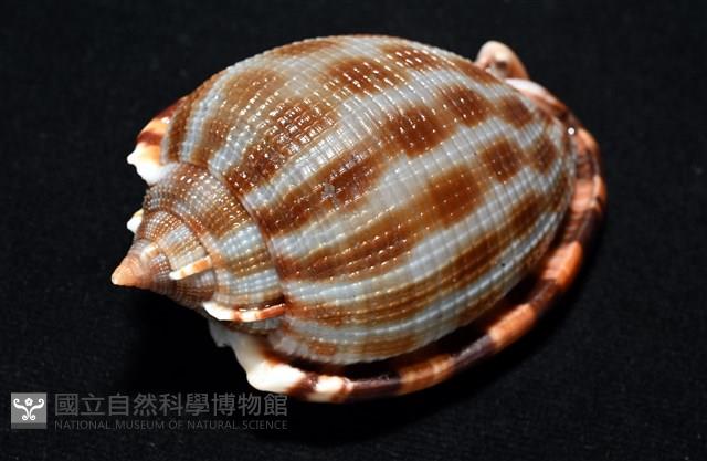 布紋鬘螺藏品圖，第7張