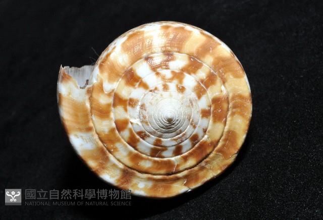 大芋螺藏品圖，第7張