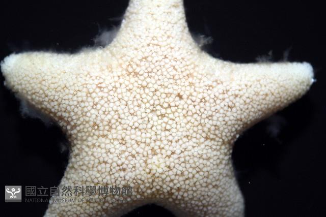 南極齒海星藏品圖，第7張