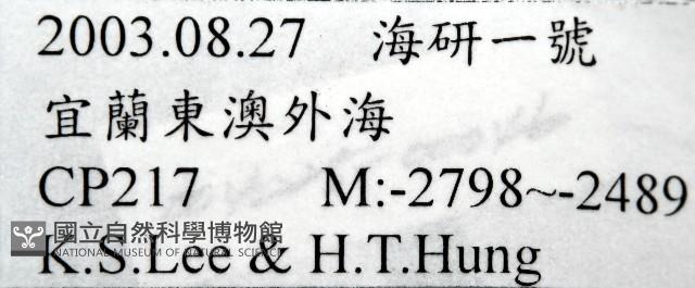 梳齒笠螺之一種藏品圖，第7張
