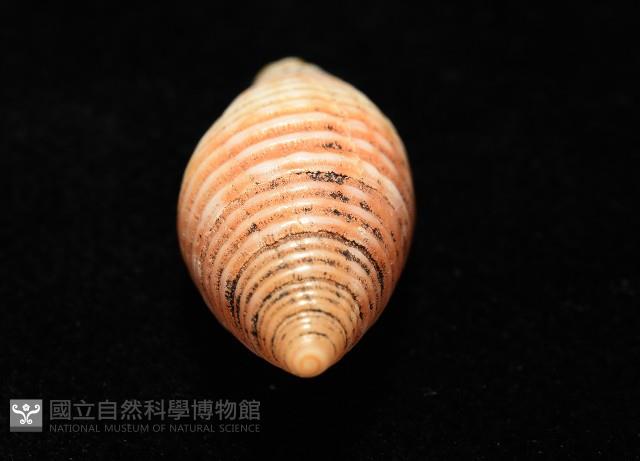 登錄號:007819-00116藏品圖，第7張