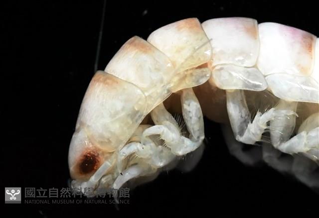 未知種浪漂水虱藏品圖，第7張