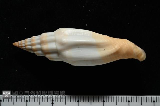 老鳥蛹筆螺藏品圖，第7張