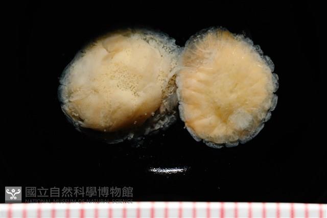 思氏不對稱鰓虱藏品圖，第7張