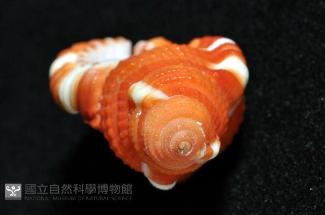豔紅美法螺藏品圖，第7張