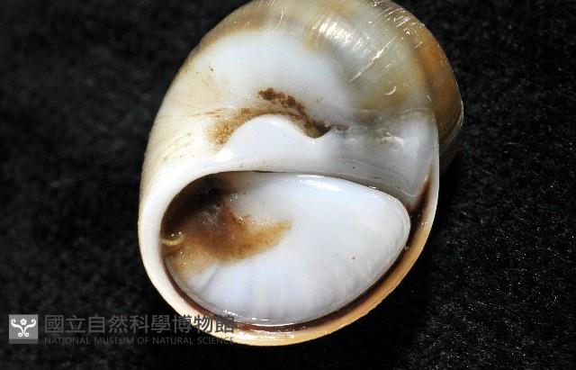 安東尼玉螺藏品圖，第7張