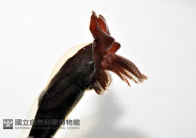 外藤壺藏品圖，第7張