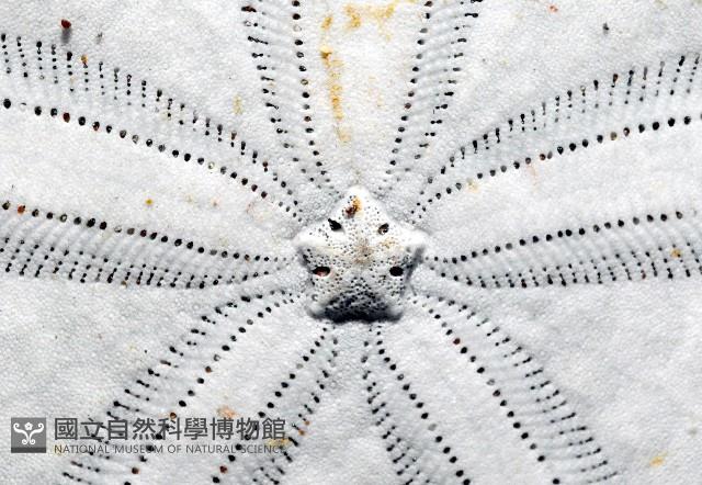 裂片海膽(裂片海錢)藏品圖，第7張