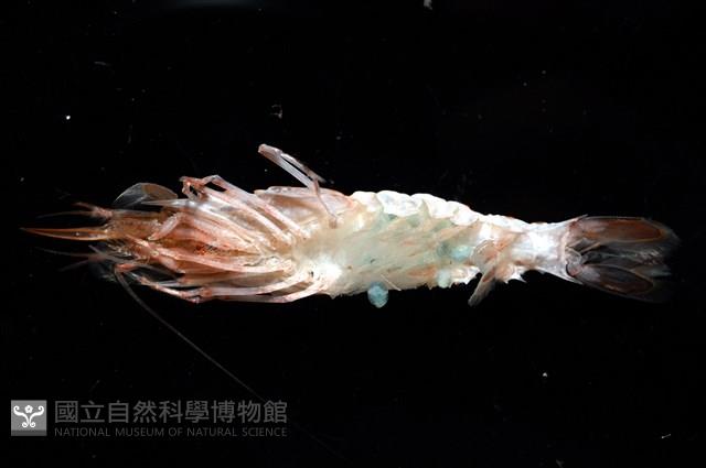 未知種鐮蝦藏品圖，第7張