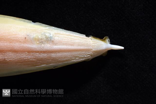 葉足鳥賊藏品圖，第7張