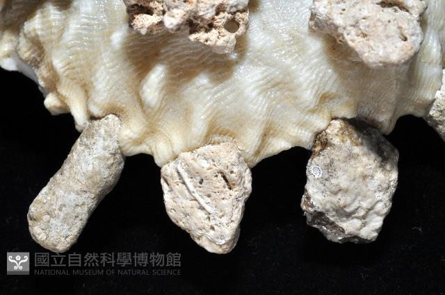 礫石綴殼螺藏品圖，第7張