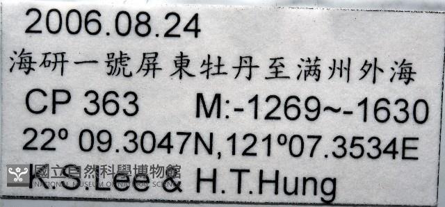 未知種深海鉤蝦藏品圖，第7張