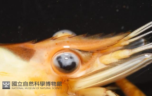 貪食沼蝦藏品圖，第7張