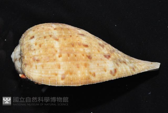 小枇杷螺藏品圖，第7張