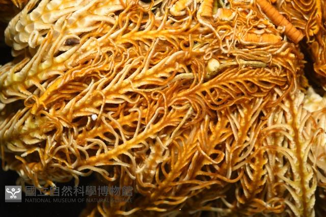 輪替海齒花藏品圖，第7張