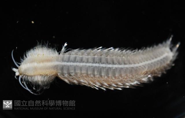 未知種沙蠶-異沙蠶體藏品圖，第7張