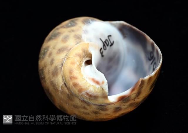 日本鳳螺藏品圖，第7張