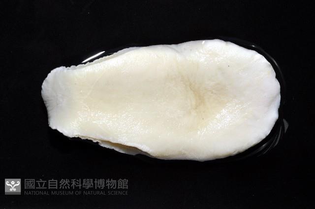 南洋扁玉螺藏品圖，第7張