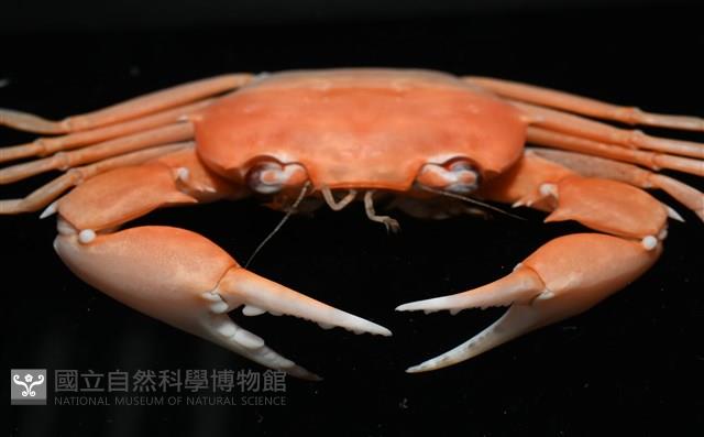 休氏聲蟹藏品圖，第7張