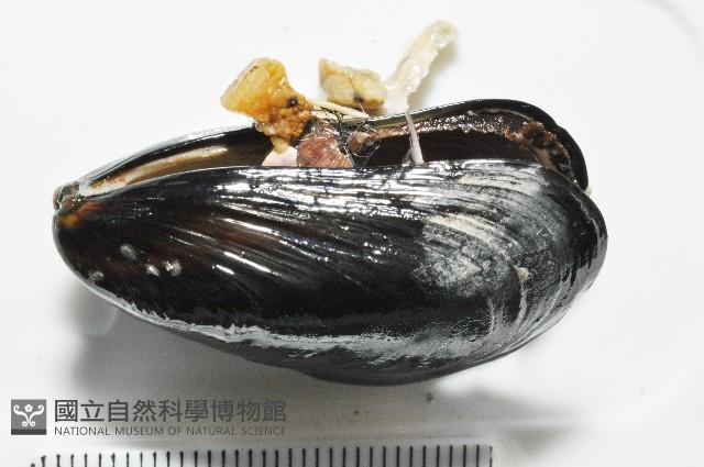 地中海殼菜蛤藏品圖，第7張