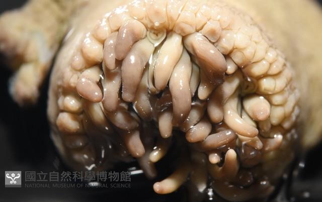 未知種側花海葵藏品圖，第7張