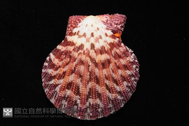 油畫海扇蛤藏品圖，第7張