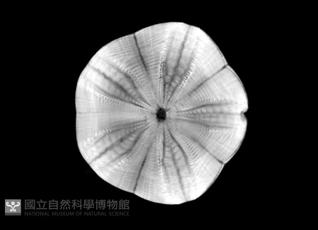 扁平蛛網海膽藏品圖，第7張