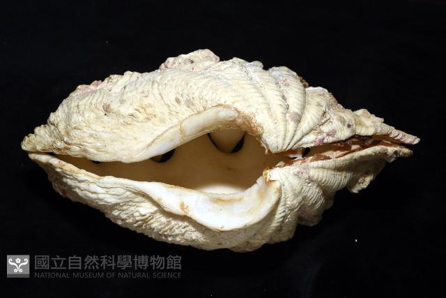 諾亞硨磲蛤藏品圖，第7張