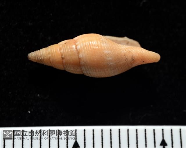 彩鳳筆螺藏品圖，第7張