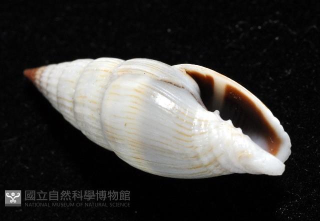 柳絮蛹筆螺藏品圖，第7張
