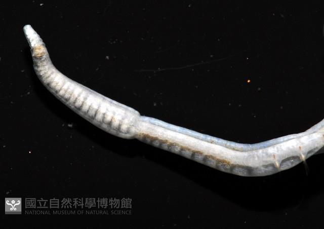 八里梳鰓蟲藏品圖，第7張