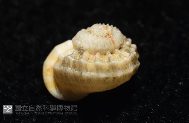 雞籠花冠螺藏品圖，第7張