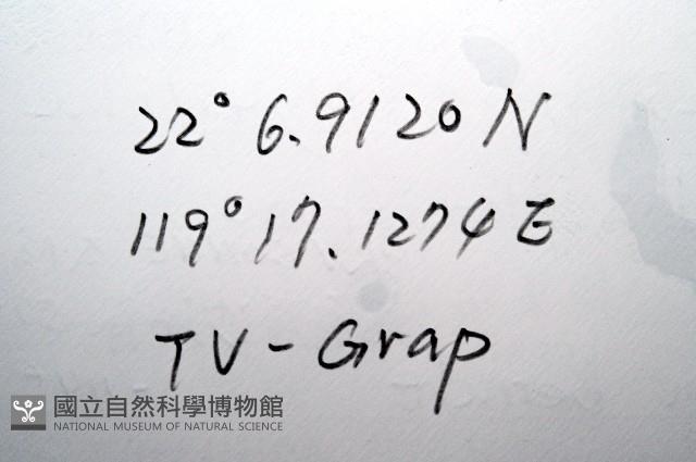 平端深海殼菜蛤藏品圖，第7張