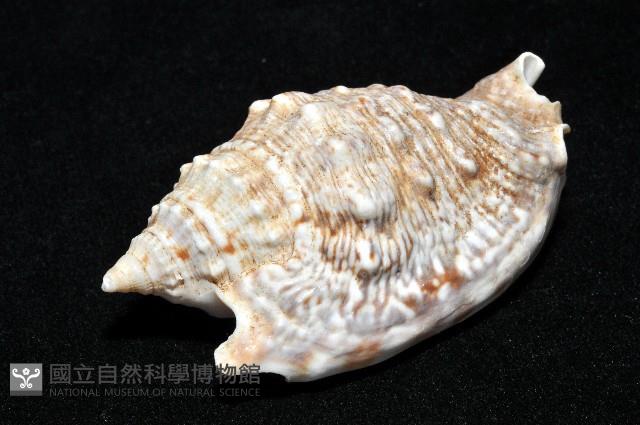 緋袖鳳凰螺藏品圖，第7張