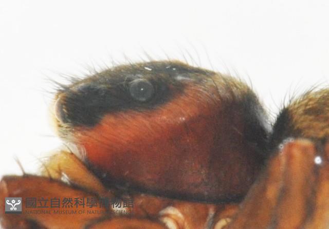 安德遜蠅虎藏品圖，第7張