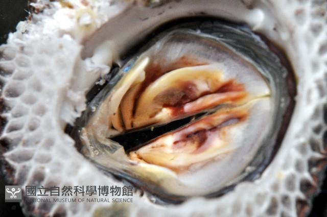 美麗笠藤壺藏品圖，第7張