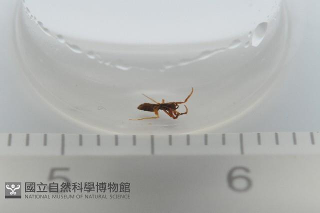 新種寄居姬蜘藏品圖，第7張