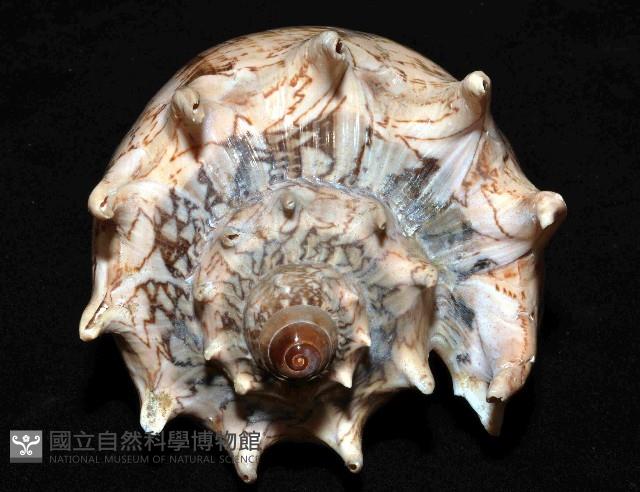 帝王渦螺藏品圖，第7張