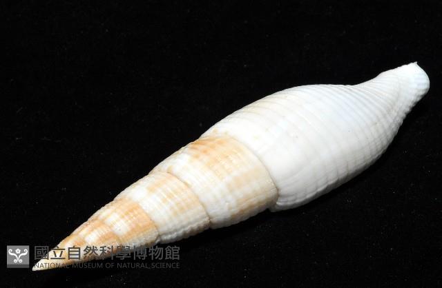 決心筆螺藏品圖，第7張