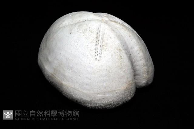 未知種緣帶海膽藏品圖，第7張