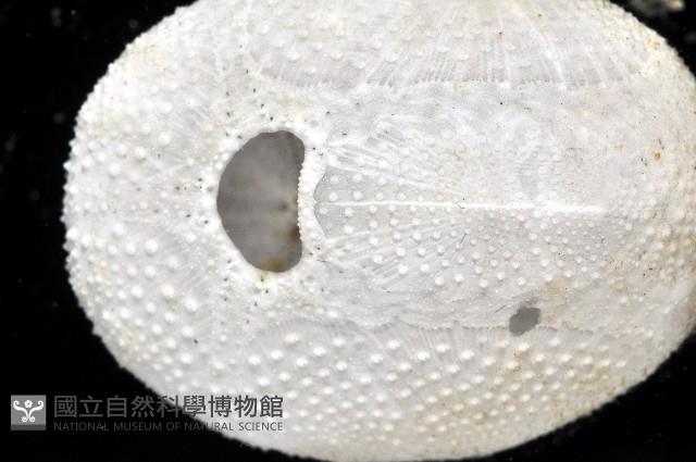 心形海壺藏品圖，第7張